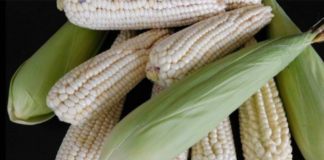 Impuestos a exportación de maíz incumplen compromisos de México con socios comerciales