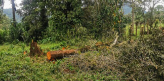 Talan cientos de árboles en rancho invadido por el Cártel del Despojo en Tuxtepec