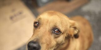 Arrestan a perro en San Juan Lajarcia por deambular en la calle sin dueño