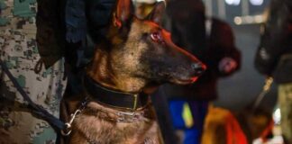 Los canes, ángeles del universo