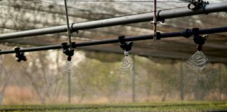 Siembra esperanza Gobierno del Estado en viveros de Coesfo