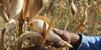 Prohíbe México maíz transgénico en consumo humano