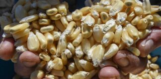 Refrenda AMLO prohibición de maíz transgénico para consumo humano