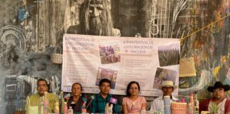Amatlán, sede del “Gran Festival de la Floración del Maguey”