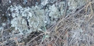 Nueva emboscada a miembros del MULT en zona triqui de Oaxaca