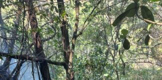 Instancias estatales, federales y municipales liquidan incendios forestales en la Mixteca y Sierra Sur
