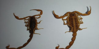 Recomienda SSO medidas para evitar picaduras de alacrán; se tiene suficiente abasto de suero