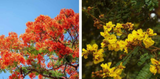 ¡De colores! Así se pintan los árboles de la primavera en Oaxaca