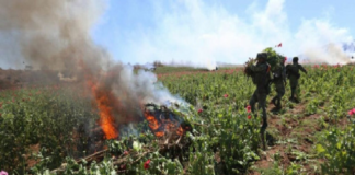 Sedena destruye 3 plantíos de amapola en Sinaloa