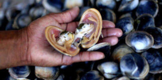 Detectan marea roja en Manzanillo y piden evitar consumir moluscos