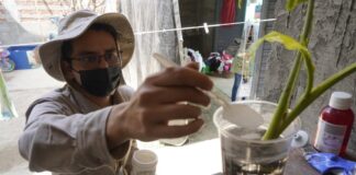Llaman a la ciudadanía a evitar la proliferación de mosquitos transmisores del dengue