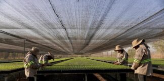 Transforma Sefader el sector forestal en Oaxaca