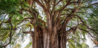 Descubre en el árbol del Tule, el monumento natural de Oaxaca