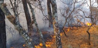 Continúa Coesfo combate de incendio en Santo Tomás Mazaltepec, Etla