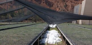 Atiende Coesfo daños provocados por fuerte granizada en vivero forestal de Magdalena Peñasco