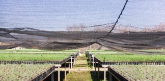 Atiende Coesfo daños provocados por granizada en vivero forestal de El Tequio