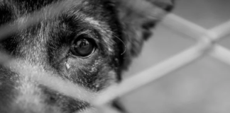 Fiscalía investiga maltrato animal, tras agresión contra “Zeus”