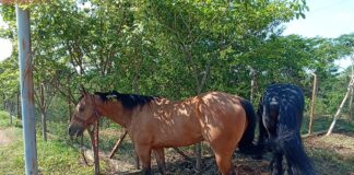 Tras cateo, FGEO localiza y recupera caballos robados en Tlalixtac