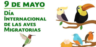 EfeméridesRIO: Día Internacional de las Aves