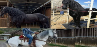 Detienen a sujetos que asesinaron a velador en Tlalixtac; recuperan caballos