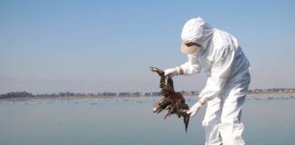 Continúan muestreos de aves muertas halladas en las costas de Oaxaca