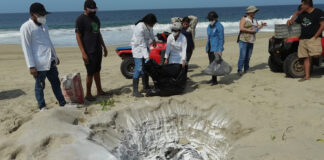 Muerte de aves en las costas de Oaxaca fue por inanición: Umar