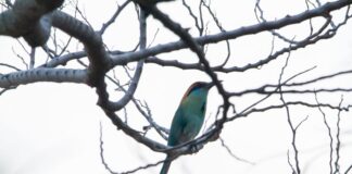 Promueven avistamiento de aves en la Reserva de la Biósfera Tehuacán-Cuicatlán