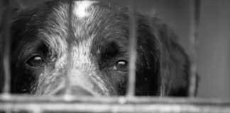 Investiga Fiscalía casos de Crueldad Animal registrados en el Istmo