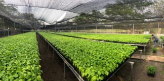 Lanza Coesfo convocatoria para reforestar hasta 200 mil hectáreas en todo el estado