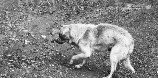 Investiga Fiscalía caso de maltrato animale n San Antonio de la Cal