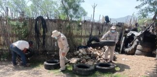 Intensifica SSO acciones preventivas en la Segunda Jornada Nacional de Lucha contra el Dengue