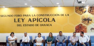 Presentarán congresistas del PRD y ciudadanía iniciativa para crear la Ley Apícola de Oaxaca