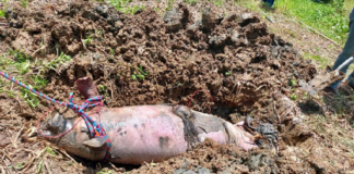 Indolencia de Semarnat provoca la muerte de 147 manatíes, acusan