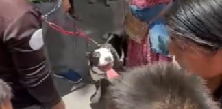 3 mordeduras de perros este inicio de semana en Oaxaca, trasciende que una persona perdió la vida