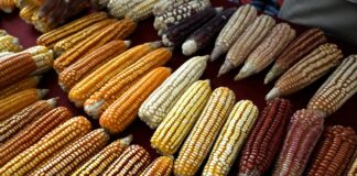 Gobierno de Oaxaca trabaja por la soberanía alimentaria y la autosuficiencia en maíz