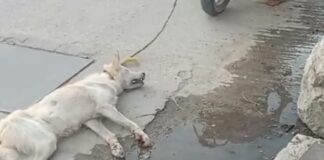 Investiga Fiscalía maltrato animal ocurrido en Soledad Etla