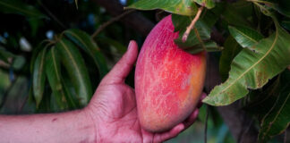 MiPyMEs oaxaqueñas podrán ser beneficiadas con financiamiento