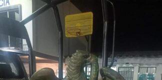 Policía Municipal detiene a persona por el presunto robo de un águila del monumento a Porfirio Díaz