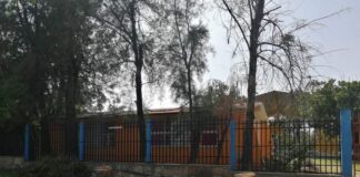 Más ecocidios, denuncian ambientalistas derribo de árboles en La Experimental