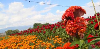 Invitan a la Quinta Feria de la Caña y Corte de Flor de Cresta de Gallo y Cempasúchil, Ciénega de Zimatlán 2023