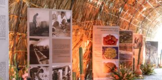 Inaugura Secretaría de las Culturas y Artes exposiciones que enmarcan el Festival del Mole de Caderas