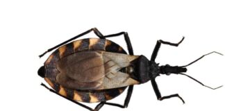 Fortalece SSO a personal de vectores en manejo de la enfermedad de Chagas