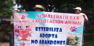 Colectivos instalan plantón de 12 horas contra el maltrato animal