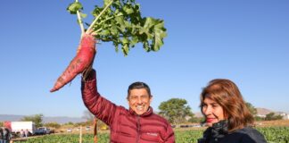 Inicia Jara Cruz cosecha de rábanos y siembra simbólica de Reforesta Oахаса 2024