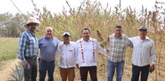 Realiza Oaxaca primera cosecha de Cannabis para uso industrial de México