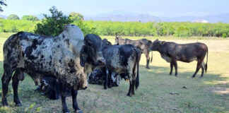 Garantiza Gobierno de Oaxaca el mejoramiento genético en bovinos y ovinos