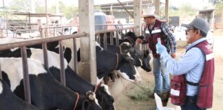 Vacunan 250 cabezas de ganado contra brucelosis en San Pablo Huixtepec