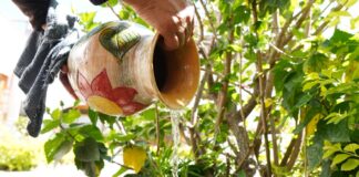 Confirma SSO seis casos de dengue en la entidad y cero defunciones