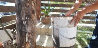 Reporta SSO 13 municipios con casos de dengue en la entidad