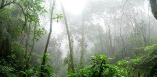 Conservación Internacional Impulsa la Restauración de 2.6 Millones de Hectáreas Emblemáticas en México